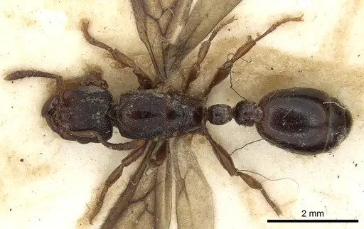 Vollenhovia soleaferrea specimen CASENT0901009 image casent0901009_1