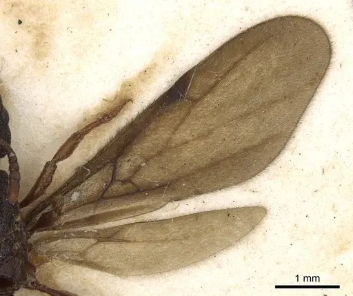 Vollenhovia soleaferrea specimen CASENT0901009 image casent0901009_4