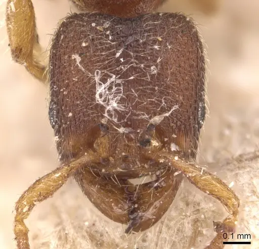 Vollenhovia subtilis specimen CASENT0904548 image casent0904548_2