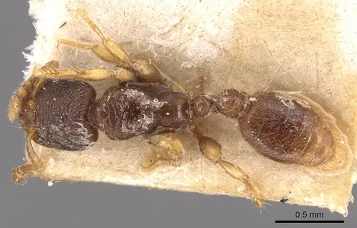 Vollenhovia subtilis specimen CASENT0904549 image casent0904549_1