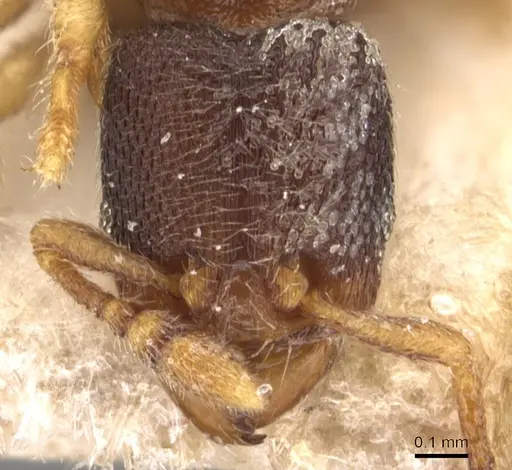 Vollenhovia subtilis specimen CASENT0904549 image casent0904549_2