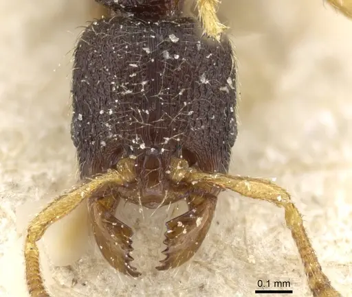 Vollenhovia subtilis specimen CASENT0905753 image casent0905753_2