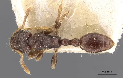 Vollenhovia subtilis specimen CASENT0908667 image casent0908667_1