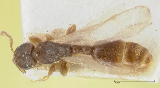 Vollenhovia subtilis specimen FOCOL1652 image focol1652_1