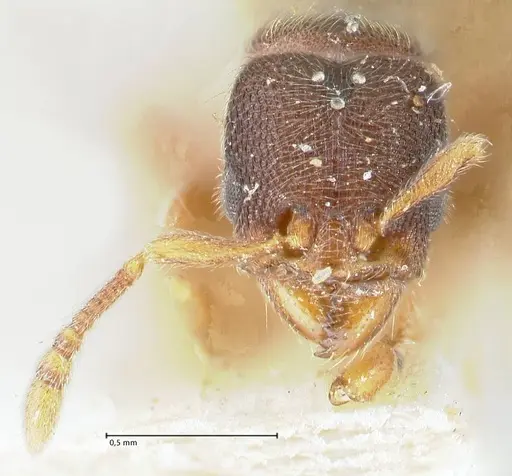 Vollenhovia subtilis specimen FOCOL1652 image focol1652_2
