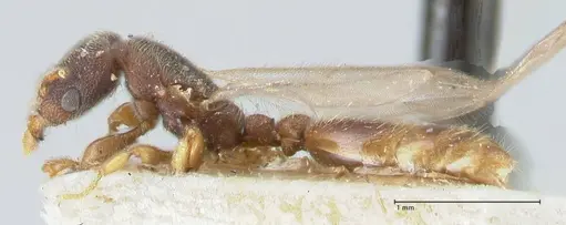 Vollenhovia subtilis specimen FOCOL1652 image focol1652_3