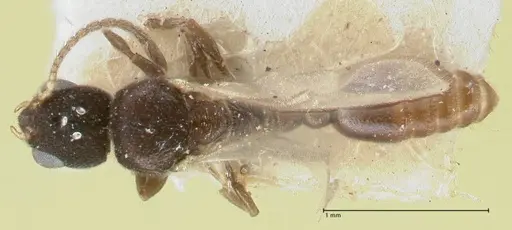 Vollenhovia subtilis specimen FOCOL1653 image focol1653_1