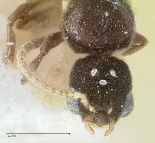 Vollenhovia subtilis specimen FOCOL1653 image focol1653_2
