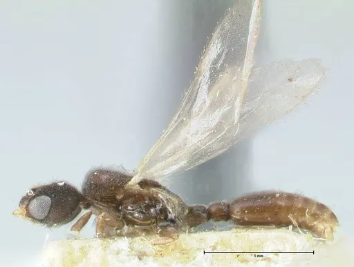 Vollenhovia subtilis specimen FOCOL1653 image focol1653_3