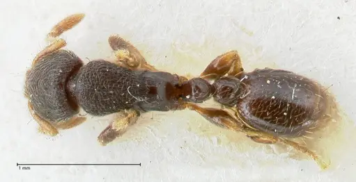 Vollenhovia subtilis specimen FOCOL1654 image focol1654_1