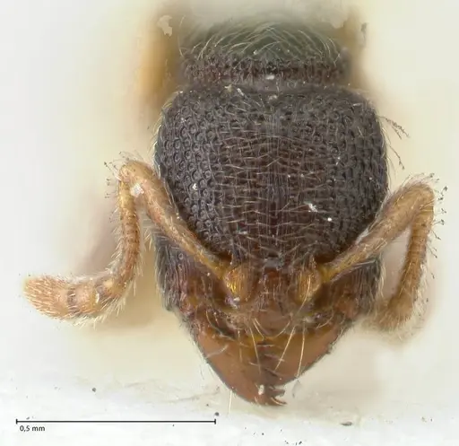 Vollenhovia subtilis specimen FOCOL1654 image focol1654_2