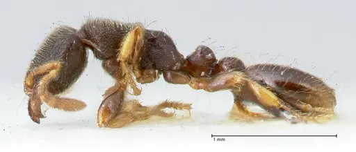 Vollenhovia subtilis specimen FOCOL1654 image focol1654_3