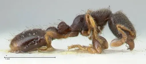 Vollenhovia subtilis specimen FOCOL1654 image focol1654_4