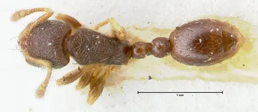 Vollenhovia subtilis specimen FOCOL1655 image focol1655_1
