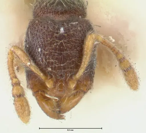 Vollenhovia subtilis specimen FOCOL1655 image focol1655_2