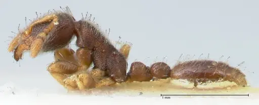 Vollenhovia subtilis specimen FOCOL1655 image focol1655_3