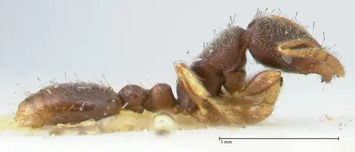 Vollenhovia subtilis specimen FOCOL1655 image focol1655_4