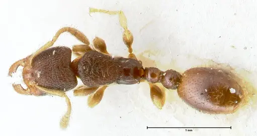 Vollenhovia subtilis specimen FOCOL1656 image focol1656_1