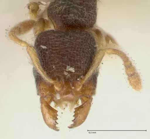 Vollenhovia subtilis specimen FOCOL1656 image focol1656_2