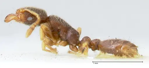 Vollenhovia subtilis specimen FOCOL1656 image focol1656_3