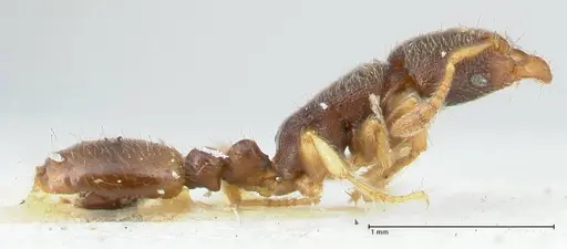 Vollenhovia subtilis specimen FOCOL1656 image focol1656_4