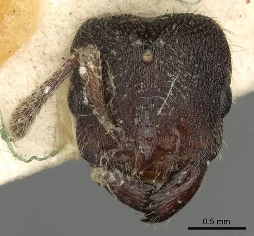 Vollenhovia umbilicata specimen CASENT0901010 image casent0901010_2