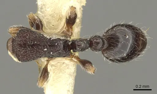 Vollenhovia undecimalis specimen CASENT0901004 image casent0901004_1