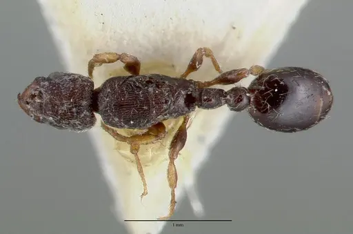 Vollenhovia undecimalis specimen CASTYPE06950 image castype06950_1