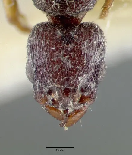 Vollenhovia undecimalis specimen CASTYPE06950 image castype06950_2