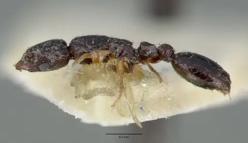 Vollenhovia undecimalis specimen CASTYPE06950 image castype06950_3