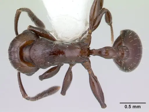 Vombisidris acherdos specimen CASENT0178734 image casent0178734_1