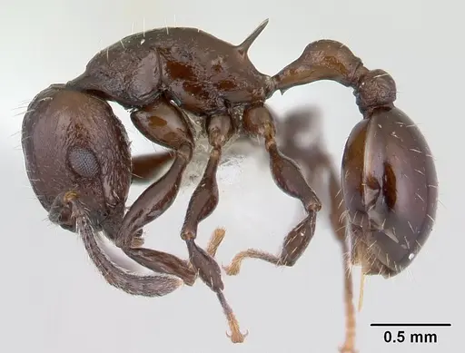 Vombisidris acherdos specimen CASENT0178734 image casent0178734_3