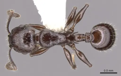 Vombisidris acherdos specimen CASENT0901984 image casent0901984_1