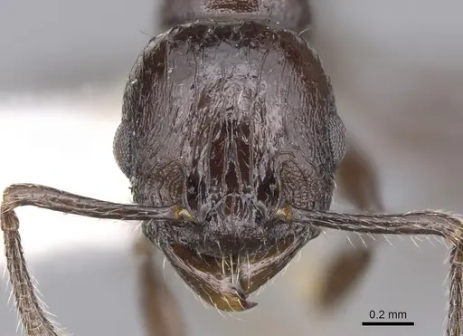 Vombisidris acherdos specimen CASENT0901984 image casent0901984_2