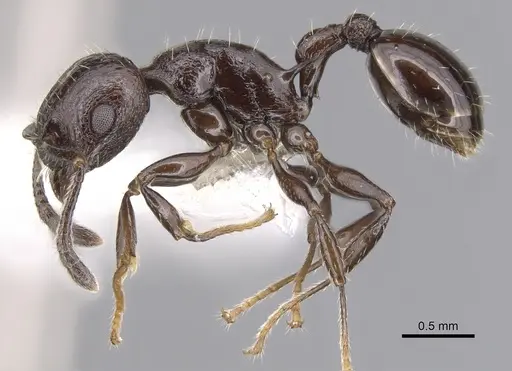 Vombisidris acherdos specimen CASENT0901984 image casent0901984_3
