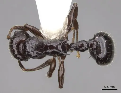 Vombisidris acherdos specimen CASENT0922897 image casent0922897_1