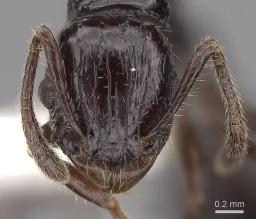Vombisidris acherdos specimen CASENT0922897 image casent0922897_2