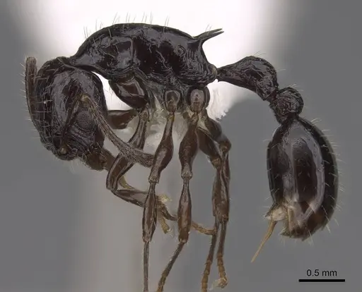 Vombisidris acherdos specimen CASENT0922897 image casent0922897_3