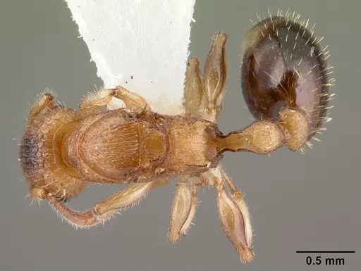 Vombisidris australis specimen PSW4356-12 image psw4356-12_1