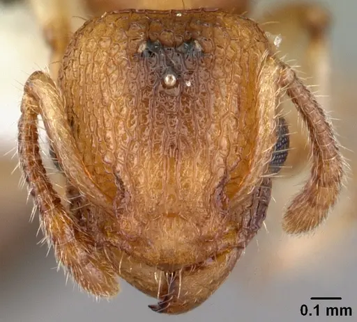 Vombisidris australis specimen PSW4356-12 image psw4356-12_2