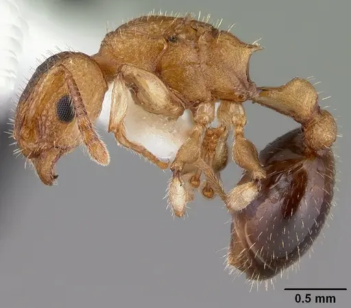 Vombisidris australis specimen PSW4356-12 image psw4356-12_3