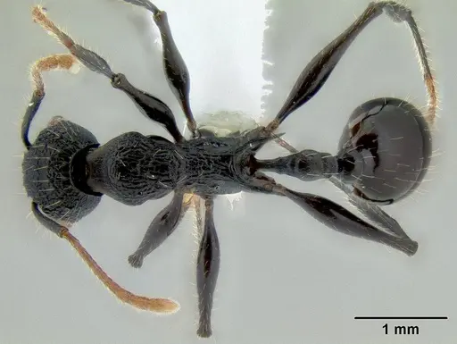 Vombisidris bilongrudi specimen CASENT0200241 image casent0200241_1