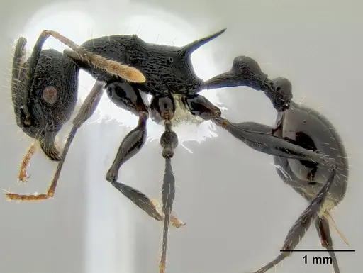 Vombisidris bilongrudi specimen CASENT0200241 image casent0200241_3