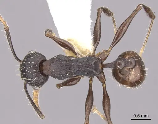 Vombisidris bilongrudi specimen CASENT0901985 image casent0901985_1