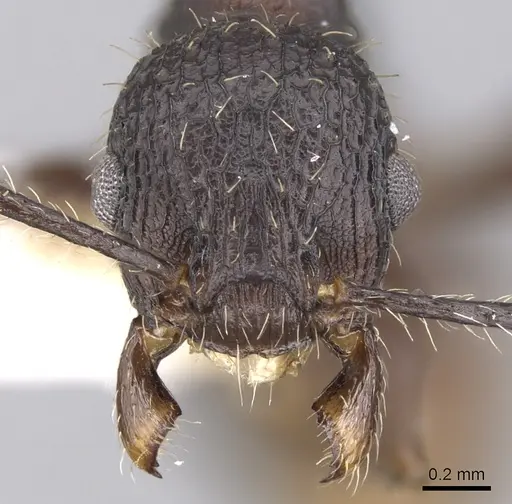 Vombisidris bilongrudi specimen CASENT0901985 image casent0901985_2