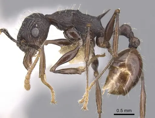 Vombisidris bilongrudi specimen CASENT0901985 image casent0901985_3
