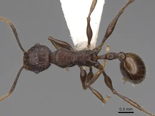 Vombisidris bilongrudi specimen CASENT0922898 image casent0922898_1