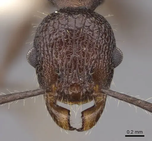 Vombisidris bilongrudi specimen CASENT0922898 image casent0922898_2