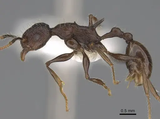 Vombisidris bilongrudi specimen CASENT0922898 image casent0922898_3