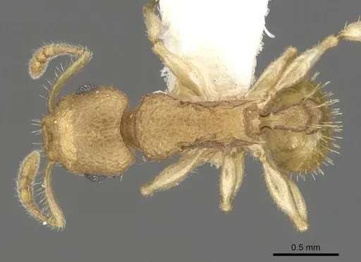 Vombisidris dryas specimen CASENT0901988 image casent0901988_1